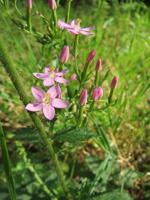 centaurium erythraea 848779 640