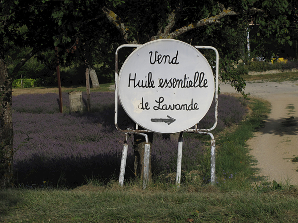 lavendel 3